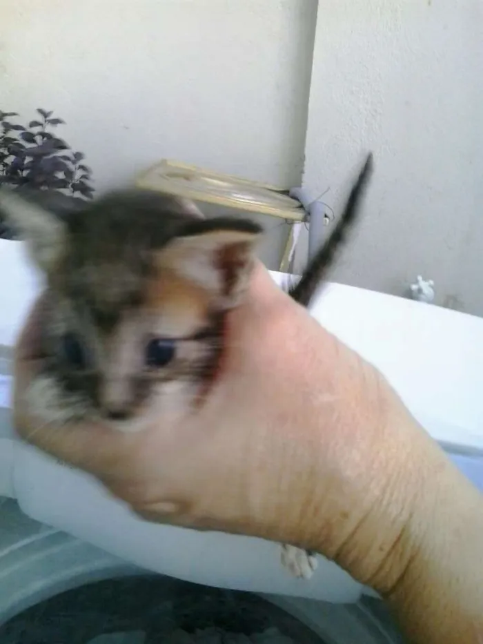 Gato raça Dv idade  nome Lindos gatinhos