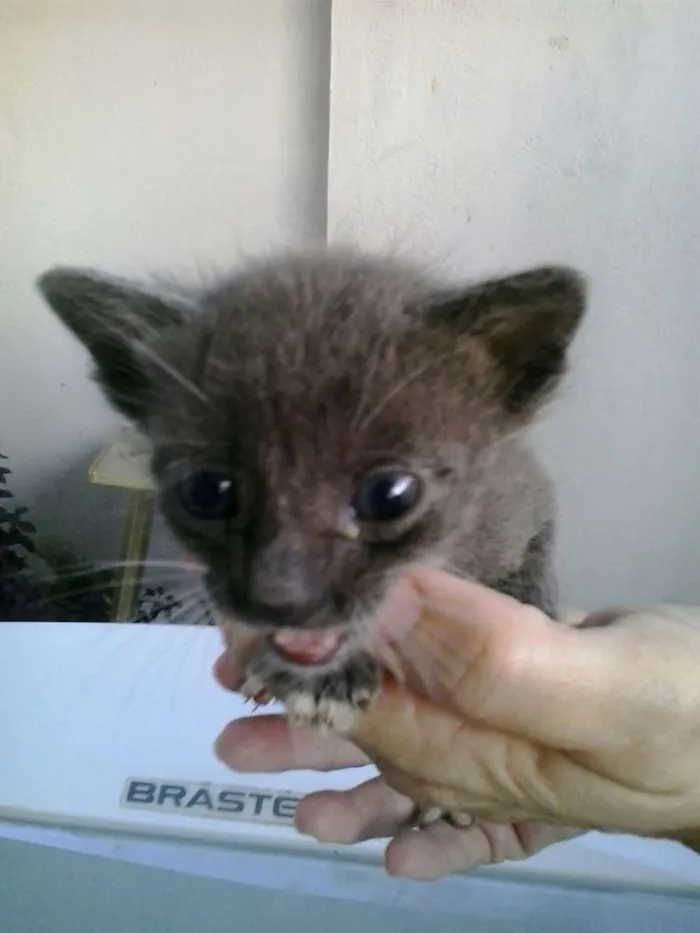 Gato raça Dv idade  nome Lindos gatinhos