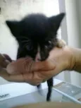 Lindos gatinhos
