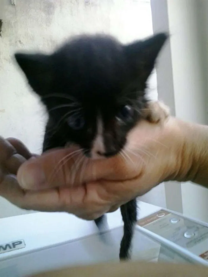 Gato raça Dv idade  nome Lindos gatinhos