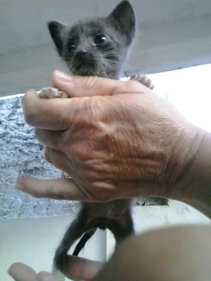Gato raça Dv idade  nome Lindos gatinhos