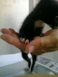 Lindos gatinhos