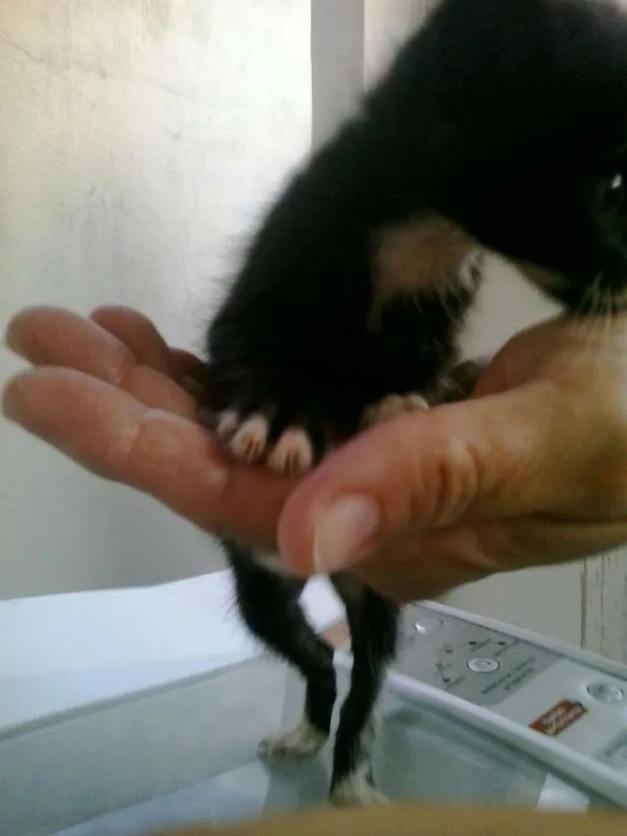Gato raça Dv idade  nome Lindos gatinhos