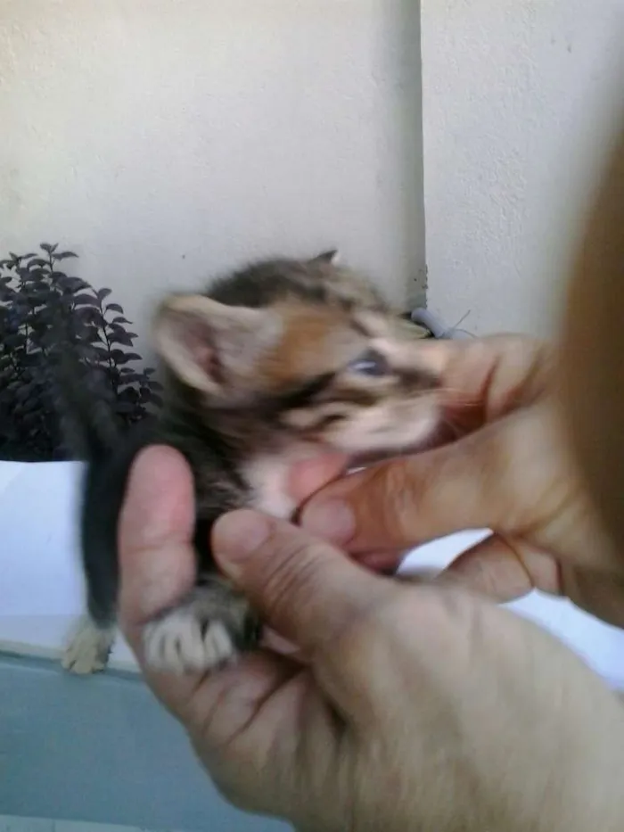 Gato raça Dv idade  nome Lindos gatinhos
