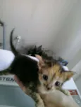 Lindos gatinhos