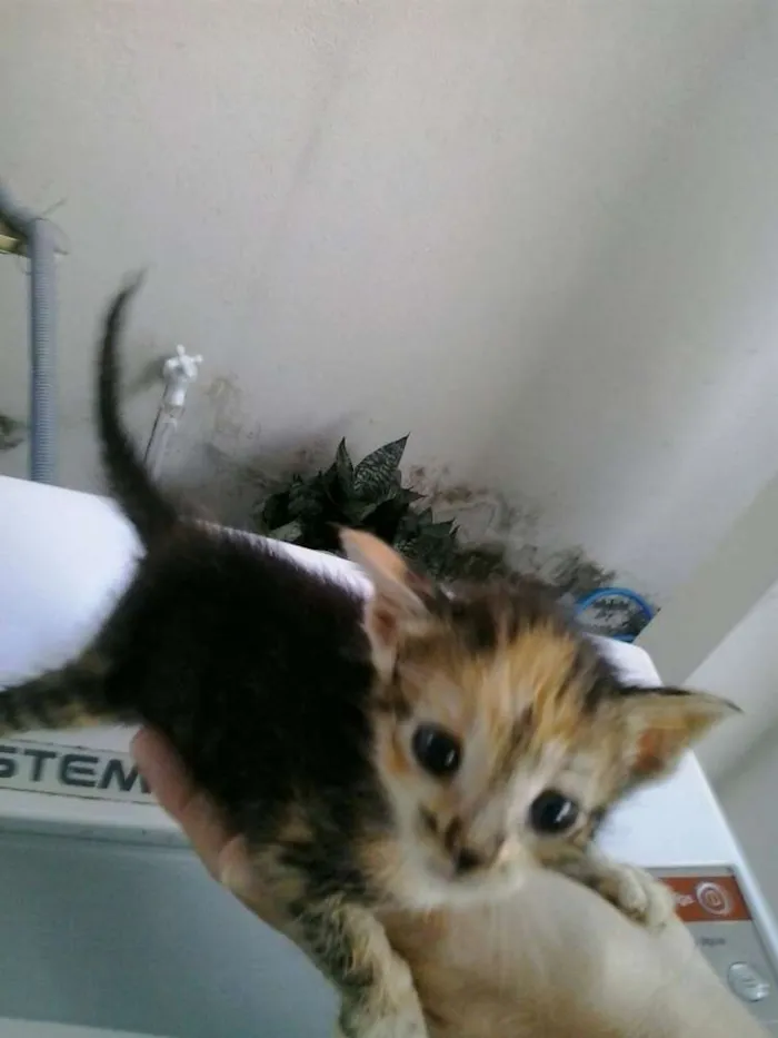 Gato raça Dv idade  nome Lindos gatinhos