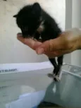 Lindos gatinhos