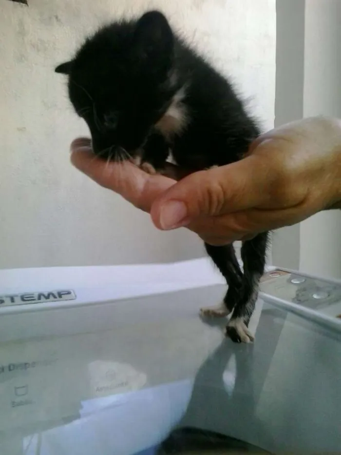 Gato raça Dv idade  nome Lindos gatinhos