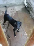 Scoobydoo