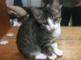 Mili