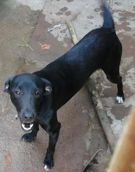 Cachorro ra a SRD idade 7 a 11 meses nome Scoobydoo