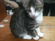 Mili