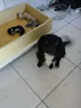 bela
