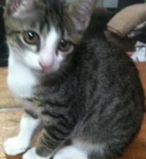 Gato raça Siamês idade 2 a 6 meses nome Mili