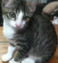 Mili