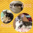 Zeca, Alice e Arya