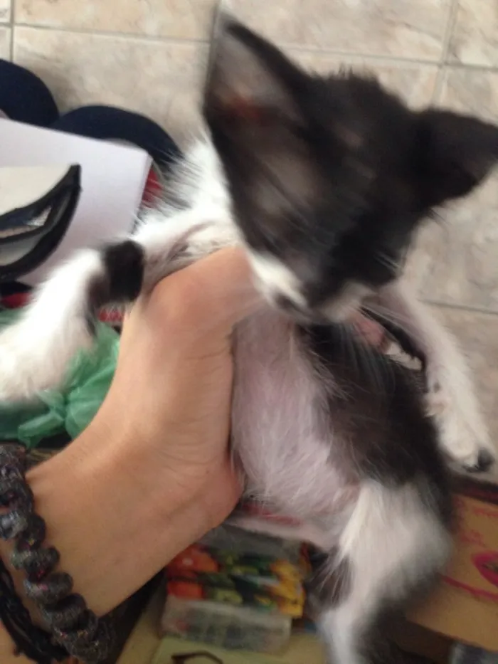 Gato ra a SRD (Sem Raça Definida) idade Abaixo de 2 meses nome Sem Nome