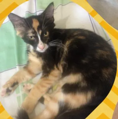 Gato ra a Srd idade 2 a 6 meses nome Zeca, Alice e Arya