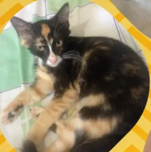 Gato raça Srd idade 2 a 6 meses nome Zeca, Alice e Arya