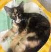 Gato raça Srd idade 2 a 6 meses nome Zeca, Alice e Arya