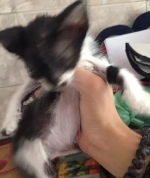 Gato raça SRD (Sem Raça Definida) idade Abaixo de 2 meses nome Sem Nome