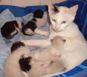 Gato raça srd idade 2 a 6 meses nome varios