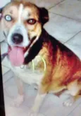 Cachorro raça Sem Raca Definida idade 2 anos nome Florence