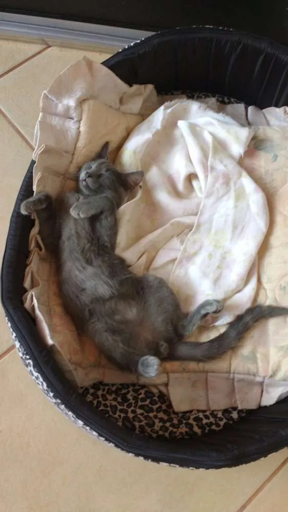 Gato ra a Vira lata idade 2 a 6 meses nome Mamão e gray