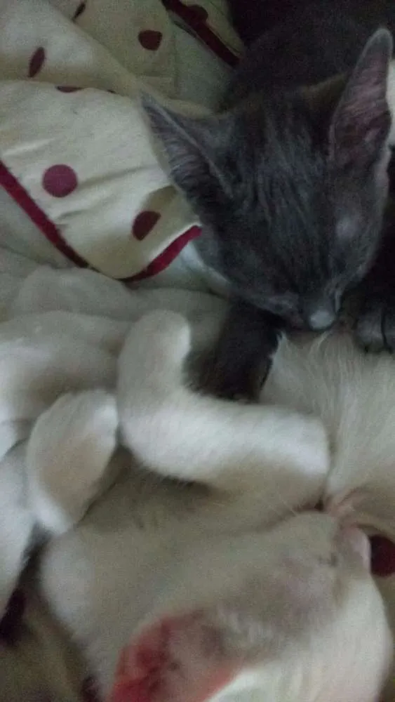 Gato ra a Vira lata idade 2 a 6 meses nome Mamão e gray