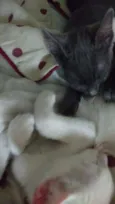 Mamão e gray