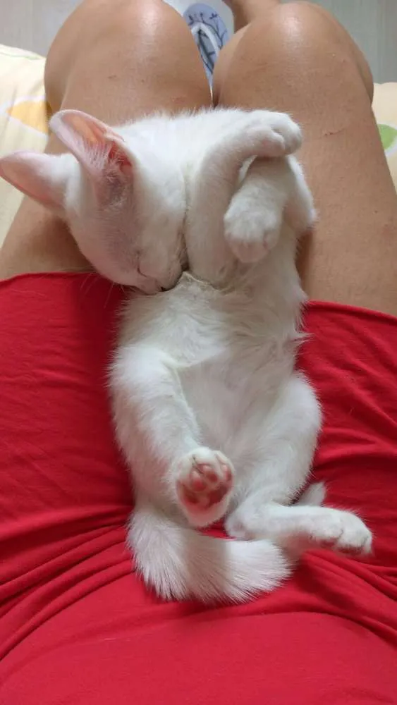 Gato ra a Vira lata idade 2 a 6 meses nome Mamão e gray