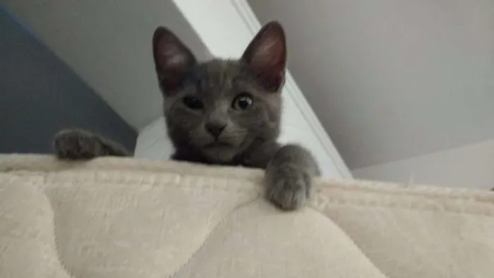 Gato ra a Vira lata idade 2 a 6 meses nome Mamão e gray