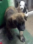 FOFAO,RAGADO,RAGADI