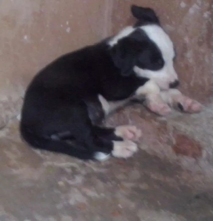 Cachorro ra a VIRA-LATA idade Abaixo de 2 meses nome FOFAO,RAGADO,RAGADI