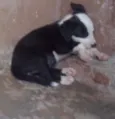FOFAO,RAGADO,RAGADI