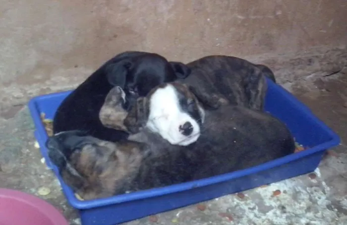 Cachorro ra a VIRA-LATA idade Abaixo de 2 meses nome FOFAO,RAGADO,RAGADI