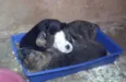 FOFAO,RAGADO,RAGADI