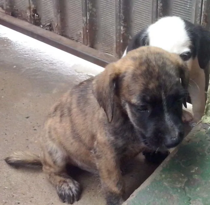 Cachorro ra a VIRA-LATA idade Abaixo de 2 meses nome FOFAO,RAGADO,RAGADI