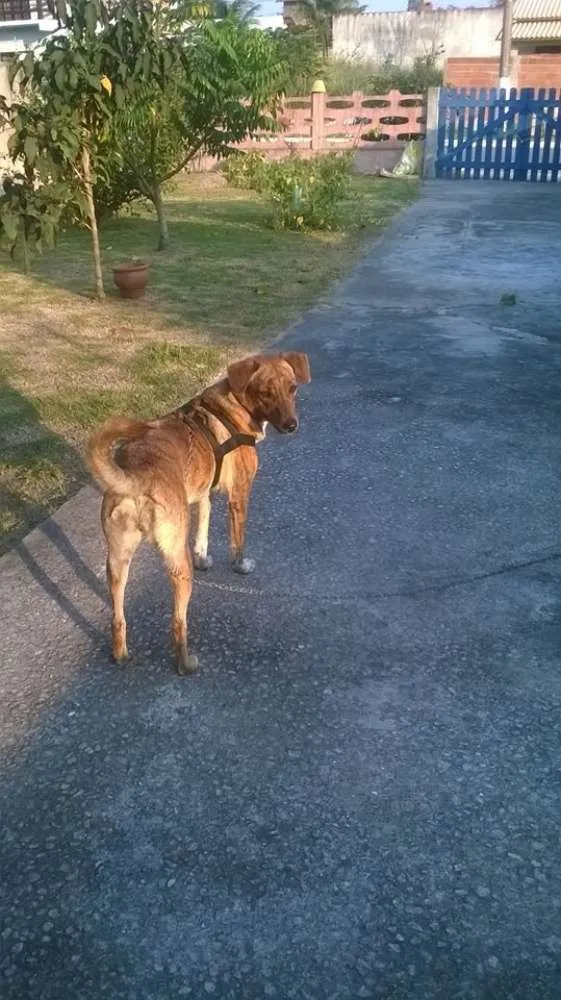 Cachorro ra a RND Rodesian idade 1 ano nome Xuxa