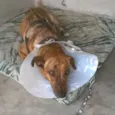 Xuxa