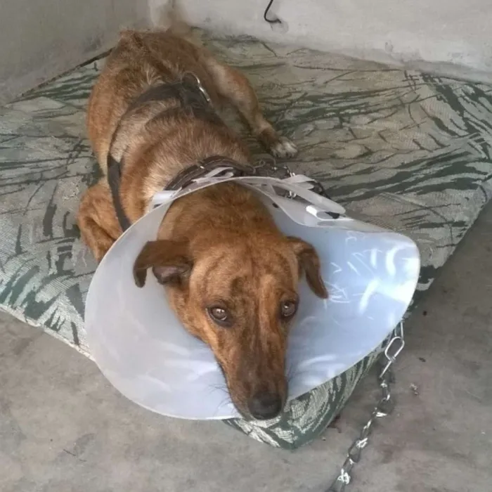 Cachorro ra a RND Rodesian idade 1 ano nome Xuxa