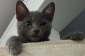 Gato raça Vira lata idade 2 a 6 meses nome Mamão e gray