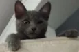 Mamão e gray