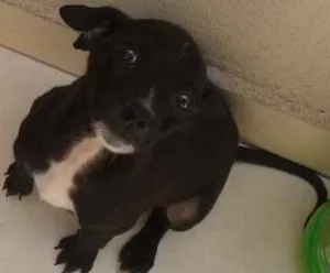 Cachorro raça SRD idade 2 a 6 meses nome pretinho