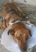 Xuxa
