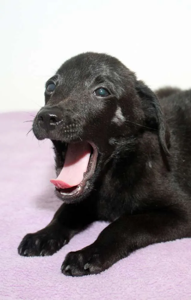Cachorro ra a Não definida idade Abaixo de 2 meses nome Slash