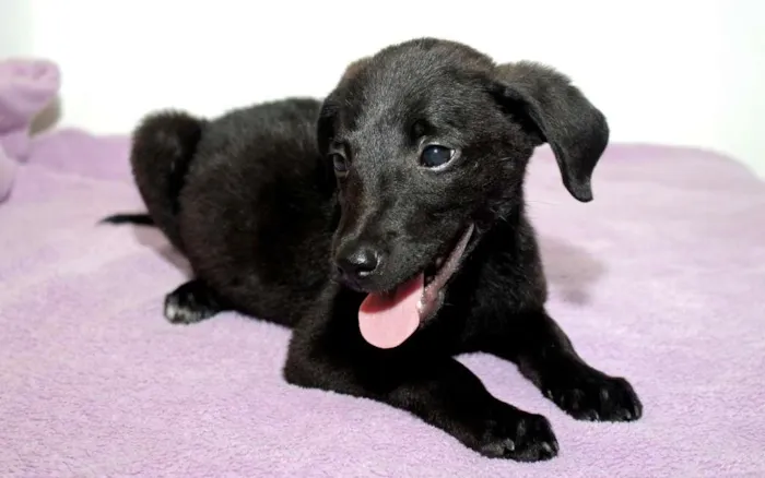 Cachorro ra a Não definida idade Abaixo de 2 meses nome Slash