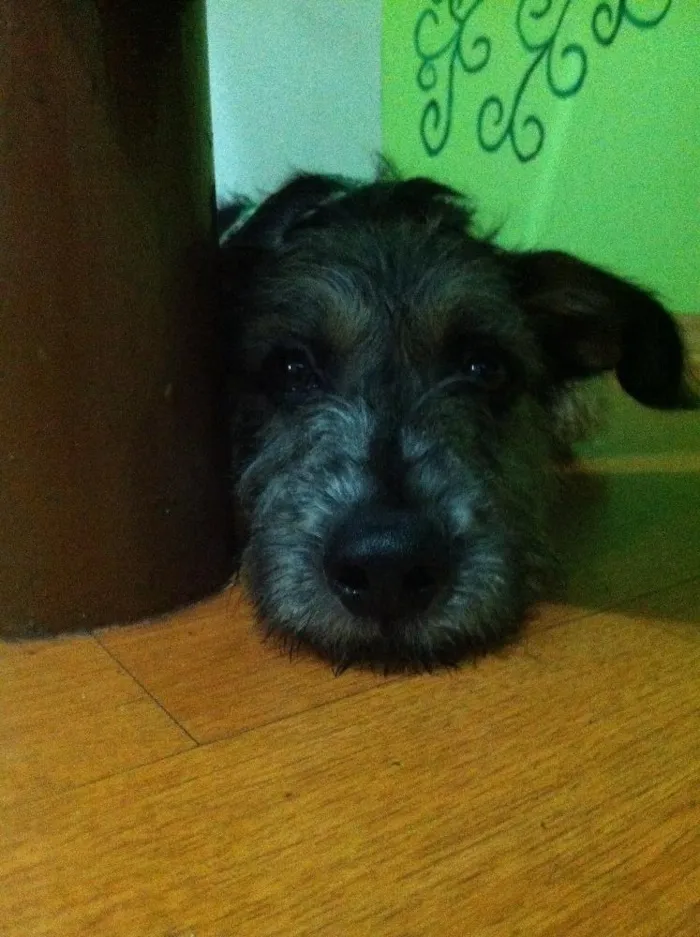 Cachorro ra a SRD idade 2 a 6 meses nome Estopinha