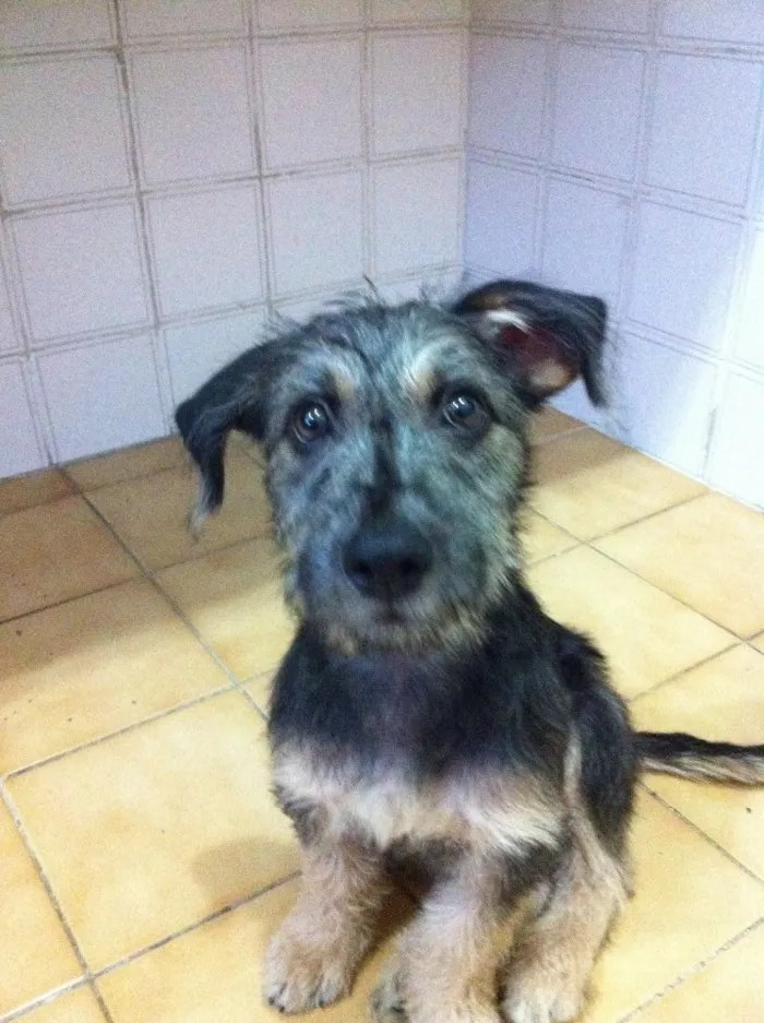 Cachorro ra a SRD idade 2 a 6 meses nome Estopinha
