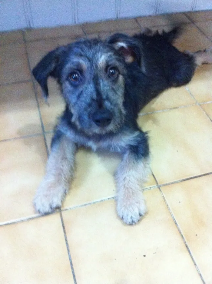 Cachorro ra a SRD idade 2 a 6 meses nome Estopinha